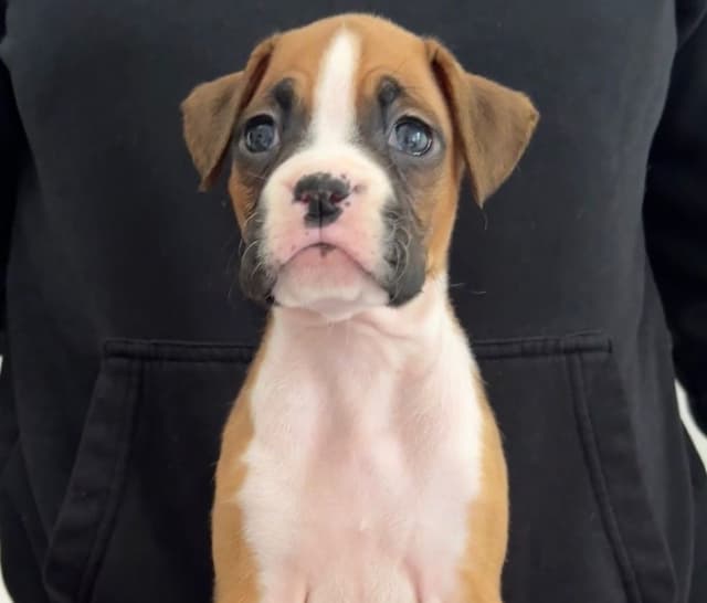 Boxer Puppies media 5