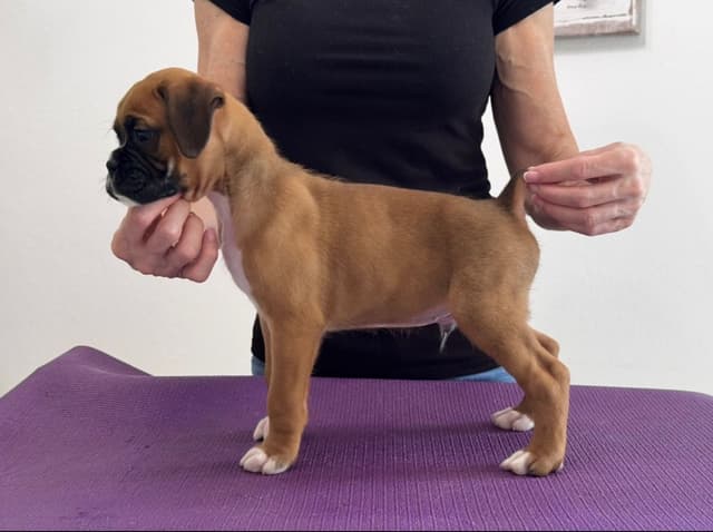 Boxer Puppies media 6