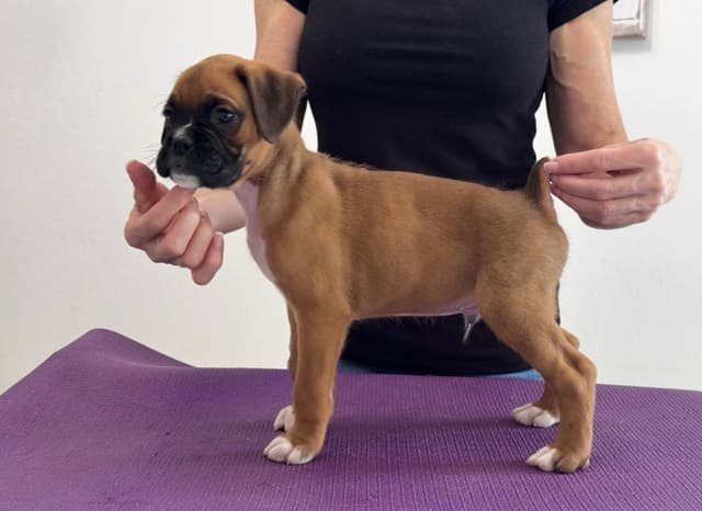 Boxer Puppies media 7