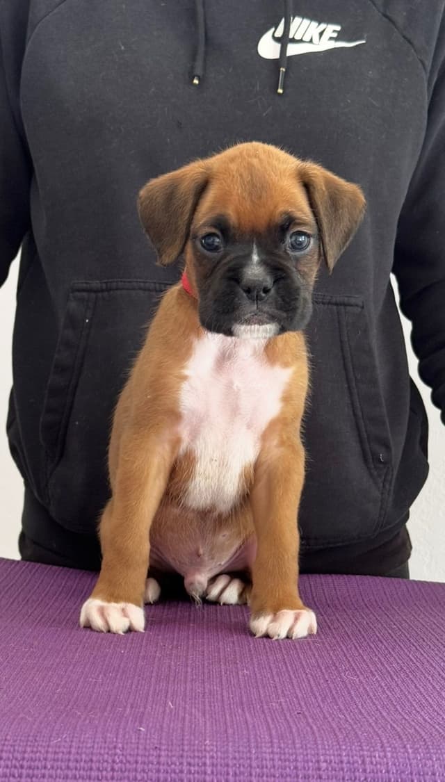 Boxer Puppies media 8
