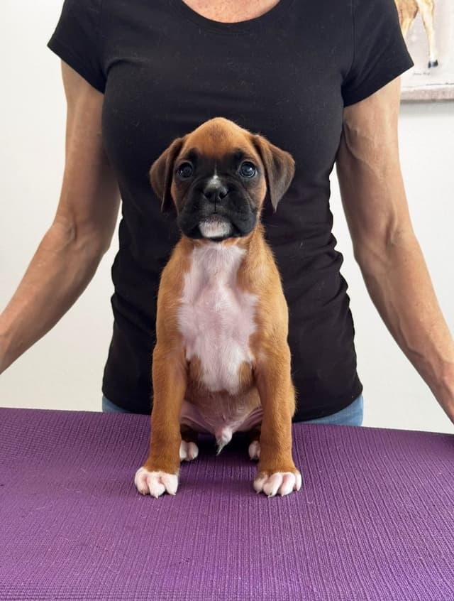 Boxer Puppies media 9