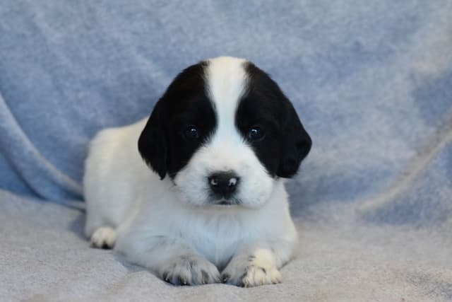 Field Bred English Springer Spaniel Puppies media 2