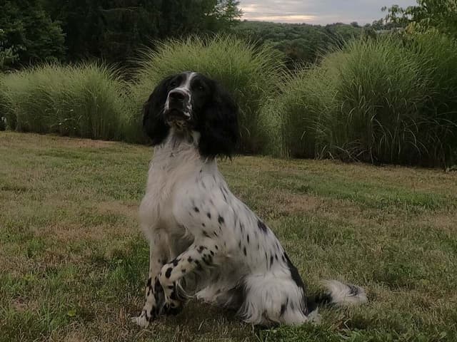 Field Bred English Springer Spaniel Puppies media 5