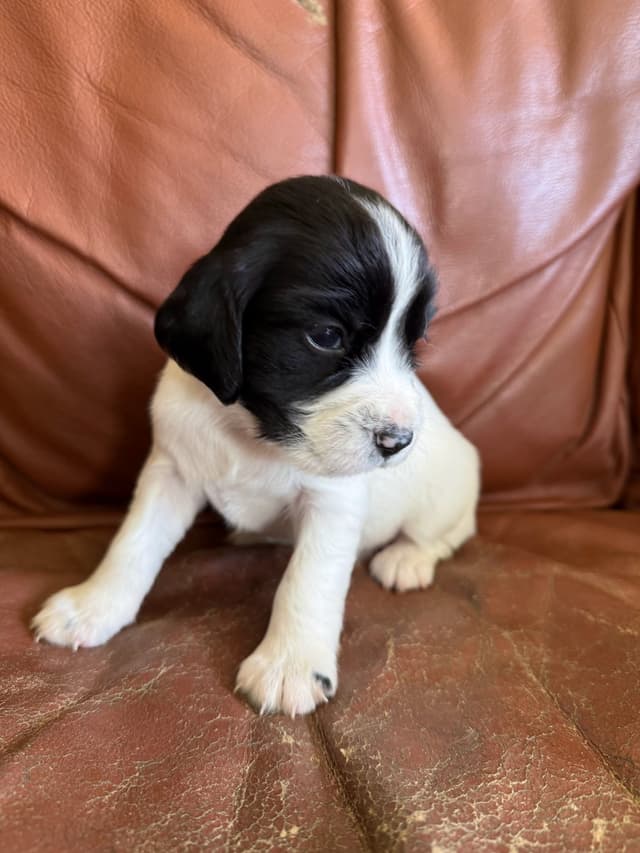 Field Bred English Springer Spaniel Puppies media 6