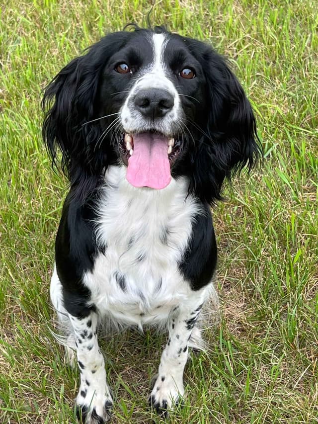 Field Bred English Springer Spaniel Puppies media 14