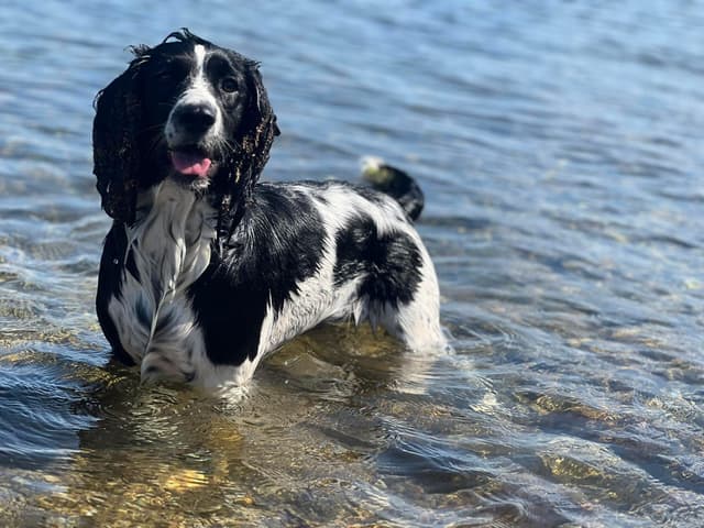 Field Bred English Springer Spaniel Puppies media 9