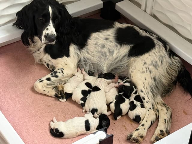 Field Bred English Springer Spaniel Puppies media 10