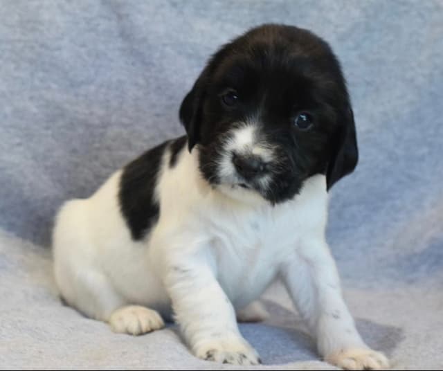 Field Bred English Springer Spaniel Puppies media 11