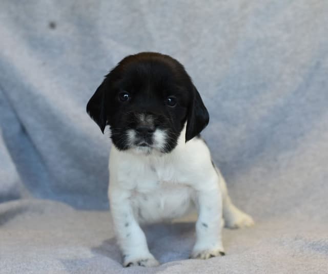 Field Bred English Springer Spaniel Puppies media 12