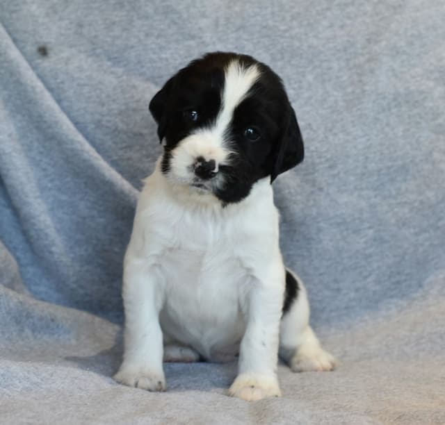 Field Bred English Springer Spaniel Puppies media 13