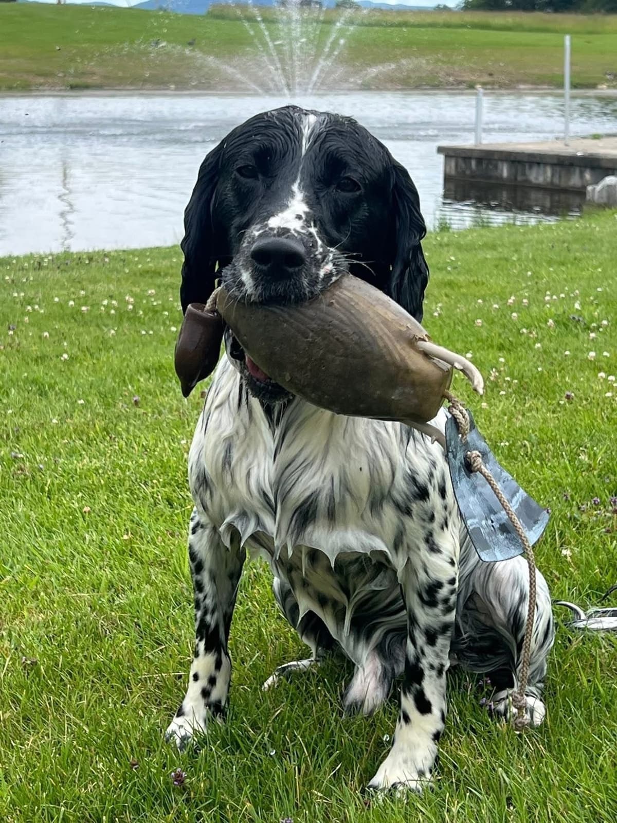 Field Bred English Springer Spaniel Pups breeder image 2