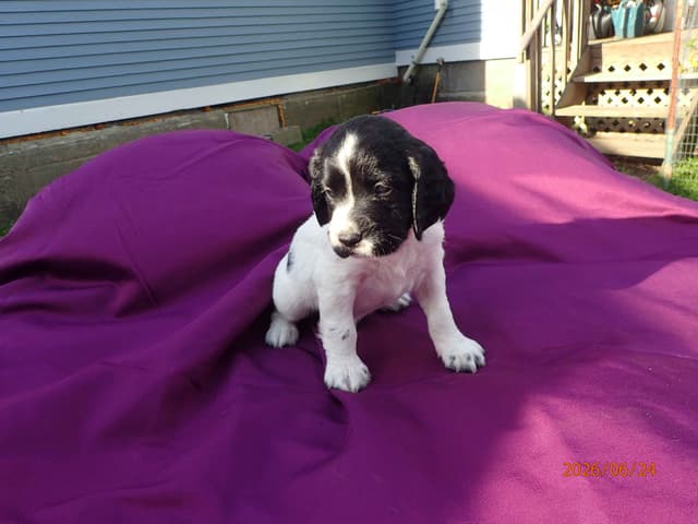 Field Bred English Springer Spaniel Pups media 4