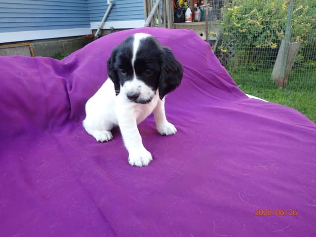 Field Bred English Springer Spaniel Pups media 6
