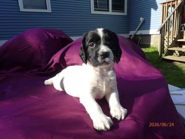 Field Bred English Springer Spaniel Pups media 8