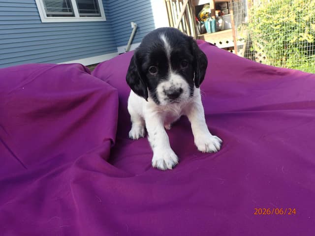 Field Bred English Springer Spaniel Pups media 10