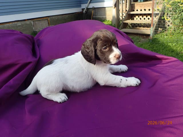Field Bred English Springer Spaniel Pups media 12
