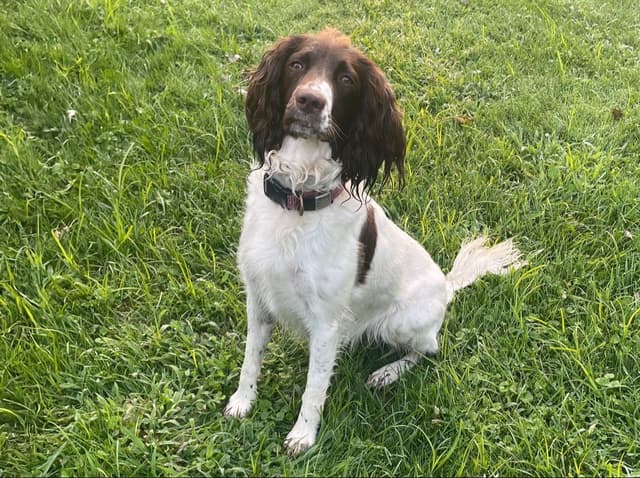 Field Bred English Springer Spaniel Pups media 11