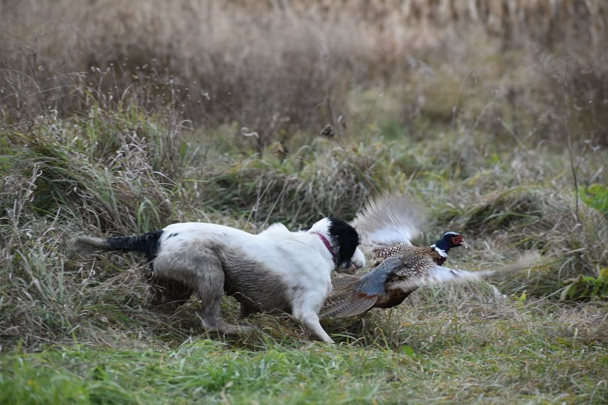 Field Bred English Springer Spaniel Pups breeder image 1