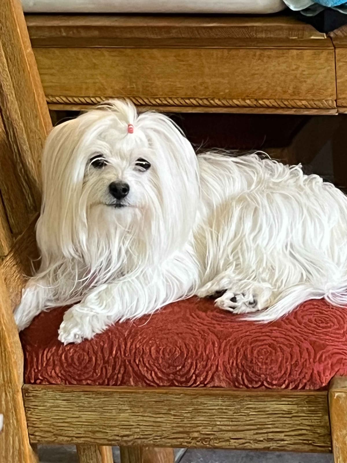 Havanese Puppies breeder image 4