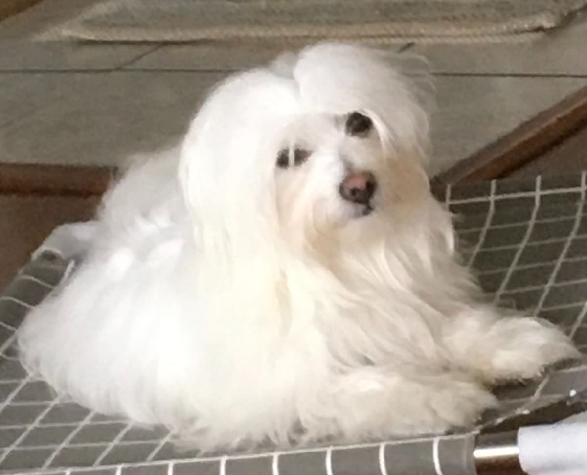 Havanese Puppies breeder image 6