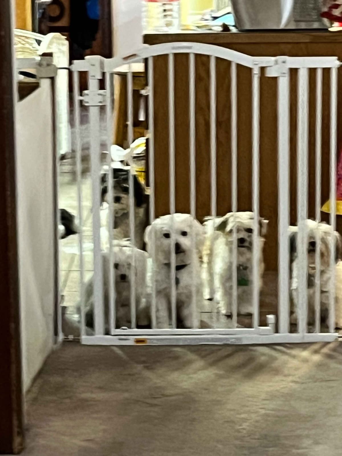 Havanese Puppies breeder image 11