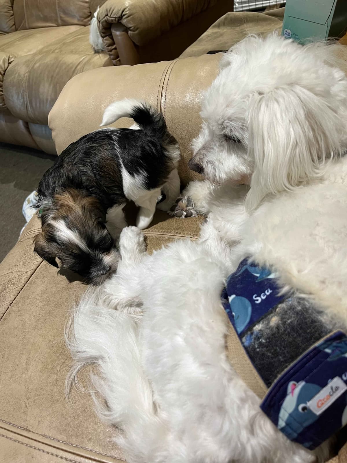 Havanese Puppies breeder image 12