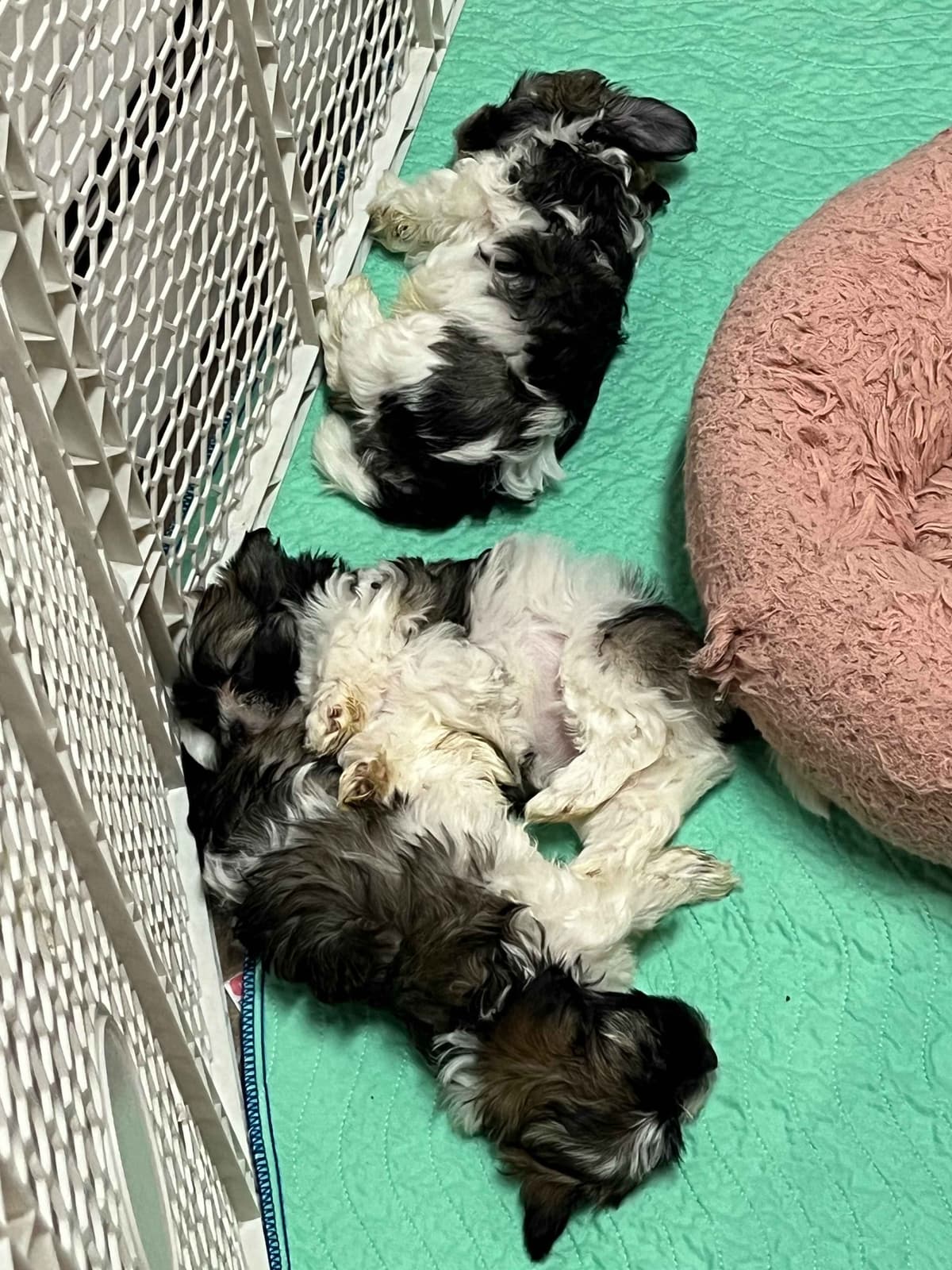 Havanese Puppies breeder image 14