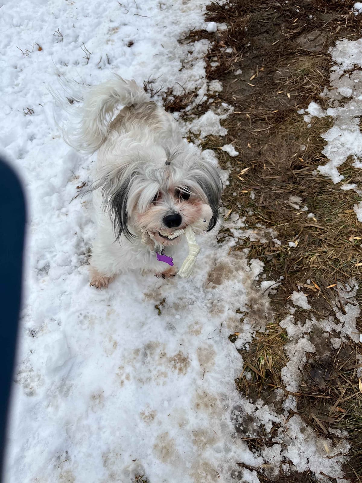 Havanese Puppies breeder image 13
