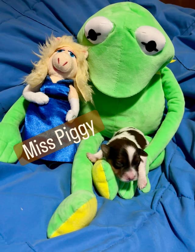 Havanese Puppies media 10