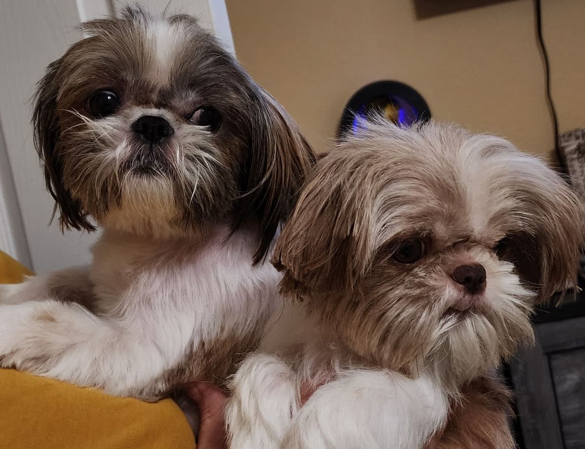 Shih Tzu Puppies breeder image 1