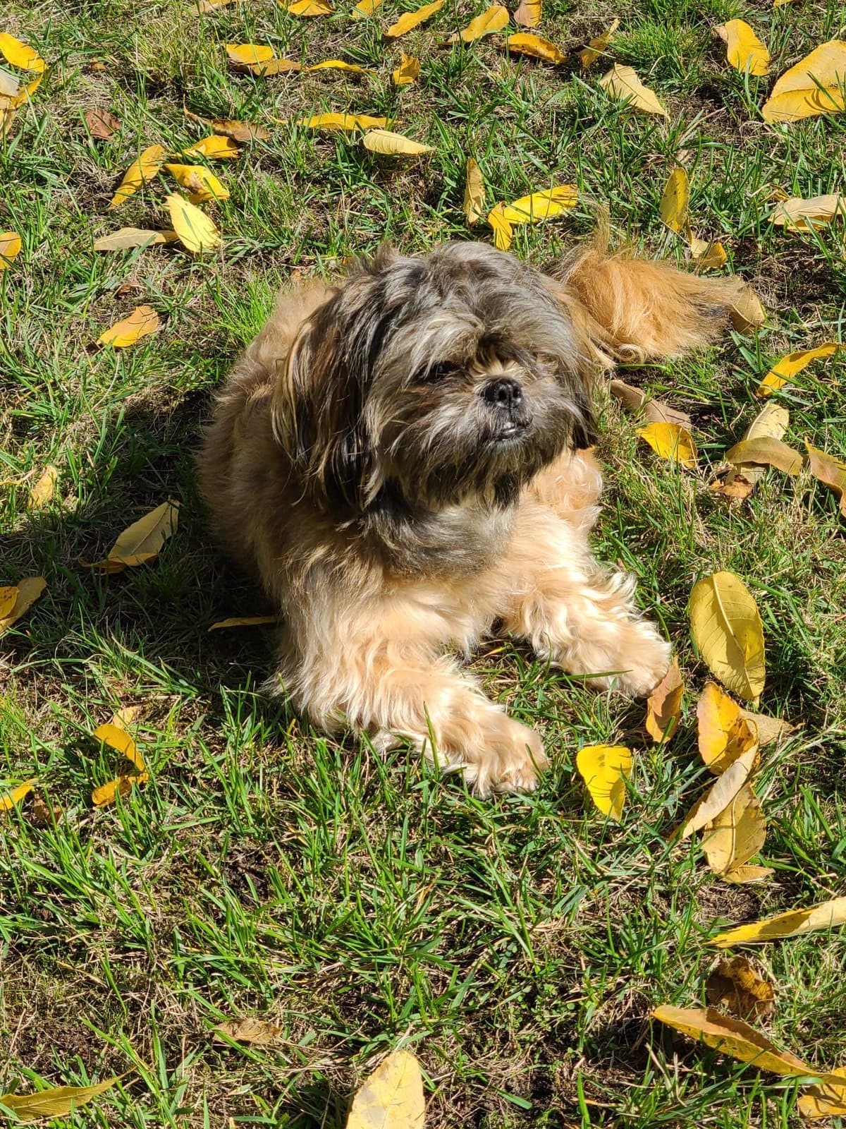Shih Tzu Puppies breeder image 2