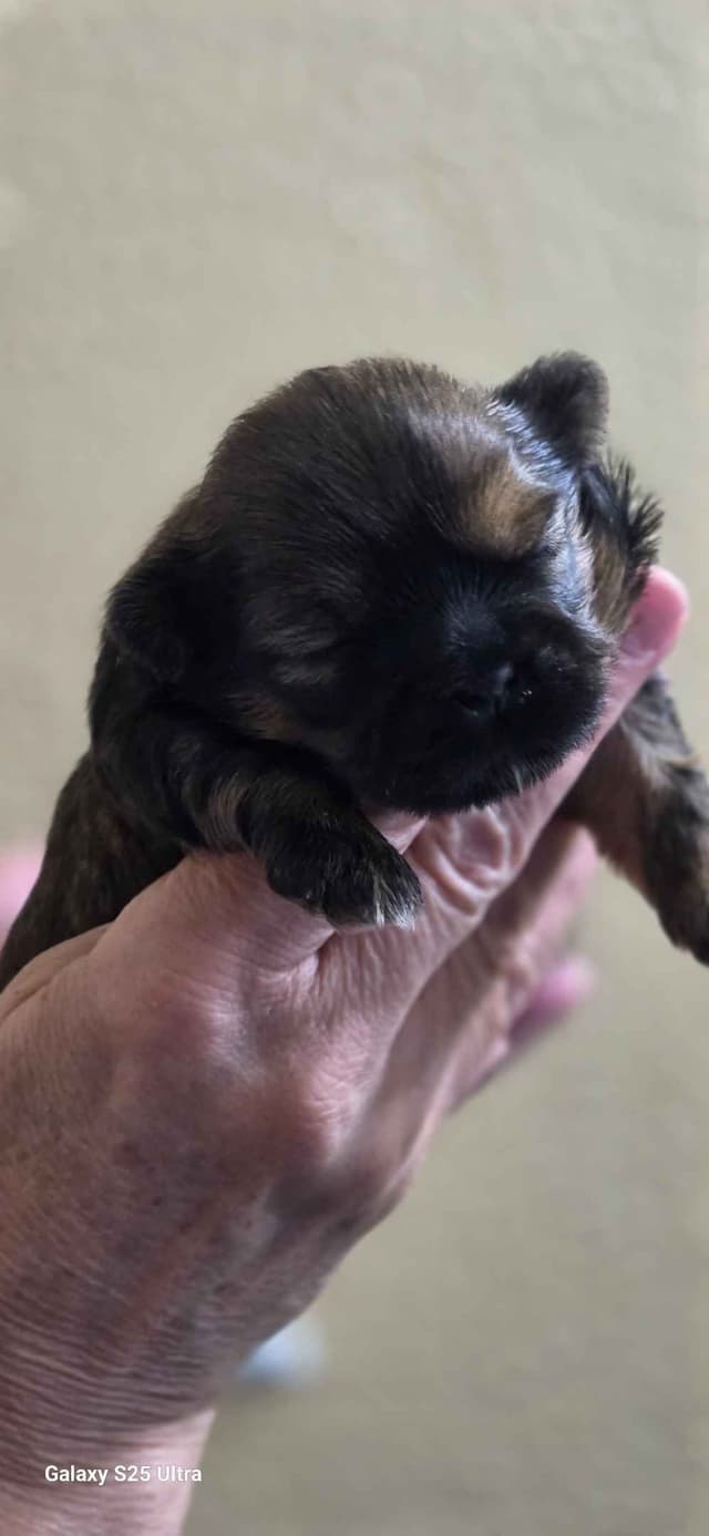 Shih Tzu Puppies media 2