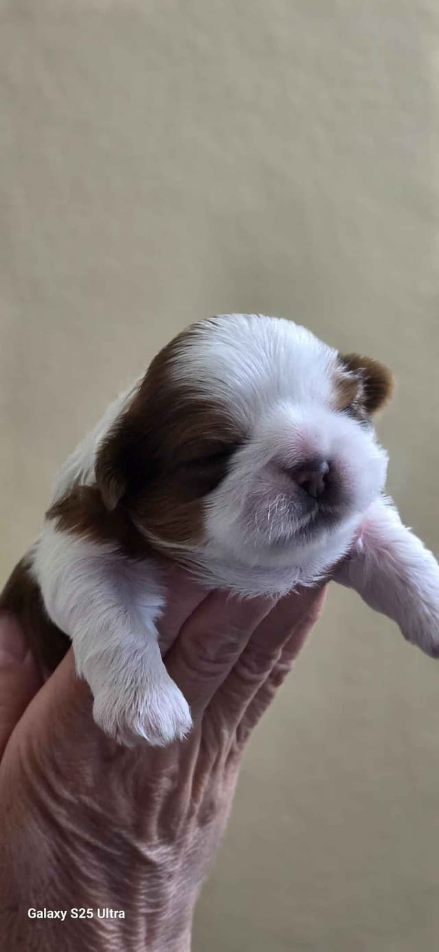 Shih Tzu Puppies media 4