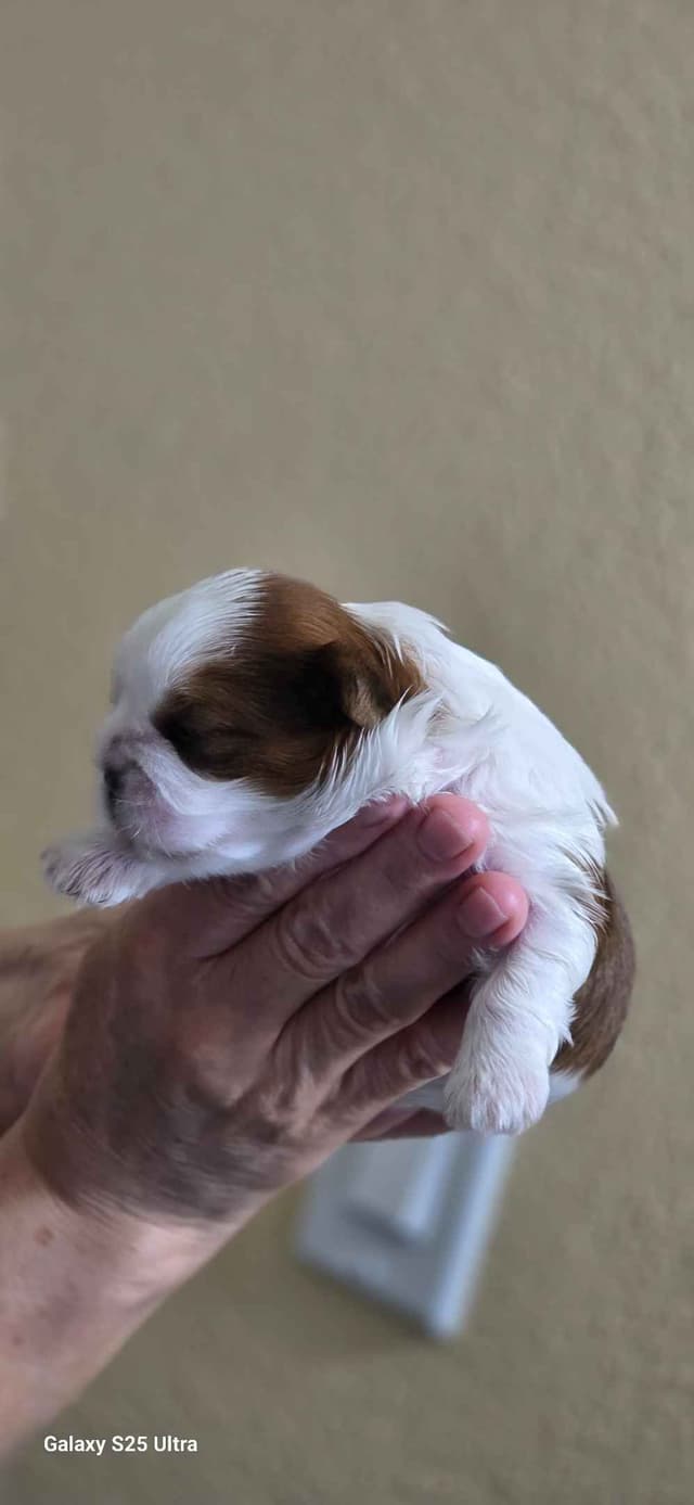 Shih Tzu Puppies media 3