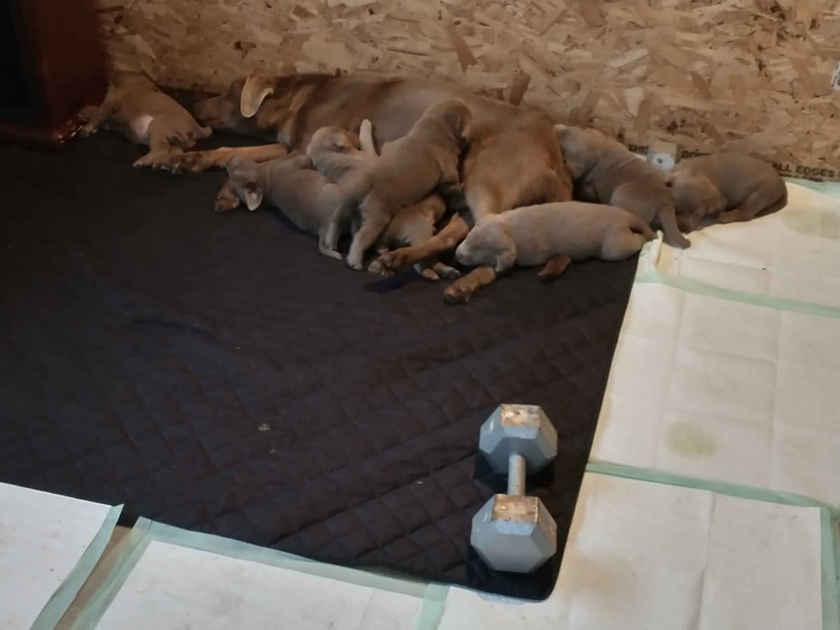 Labrador Retriever Puppies breeder image 1