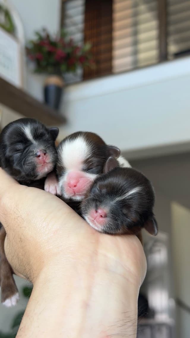 Shih Tzu Puppies media 3