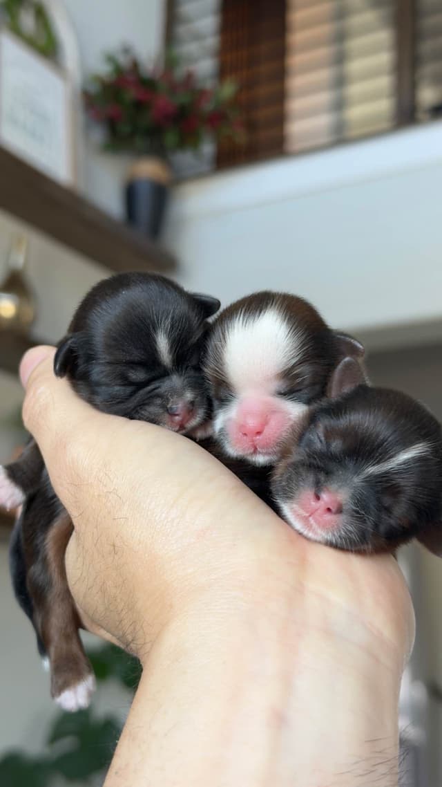 Shih Tzu Puppies media 4