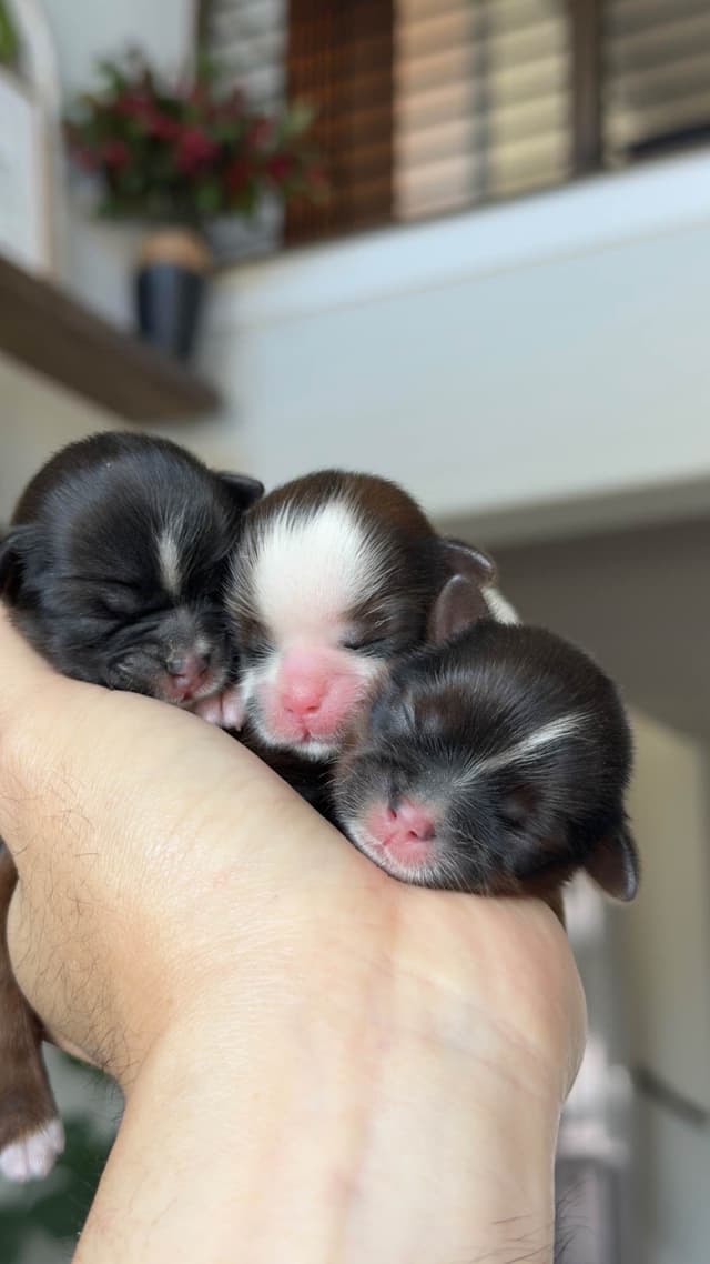 Shih Tzu Puppies media 2