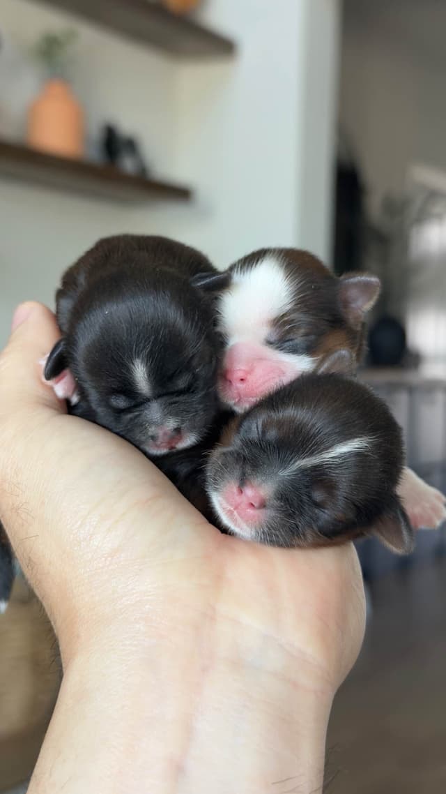 Shih Tzu Puppies media 7