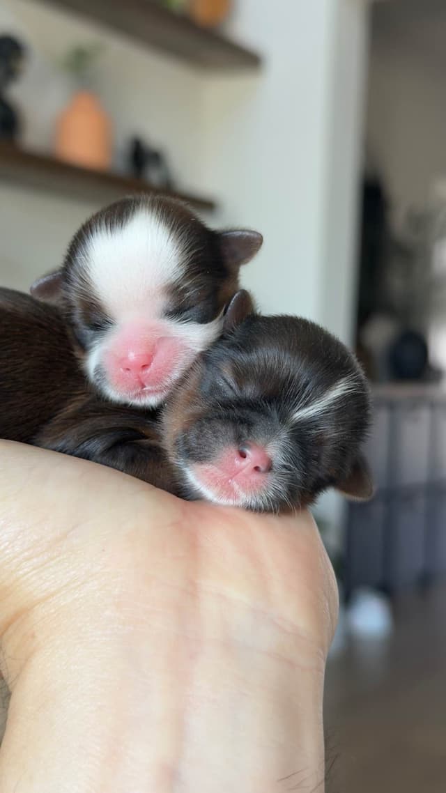 Shih Tzu Puppies media 5