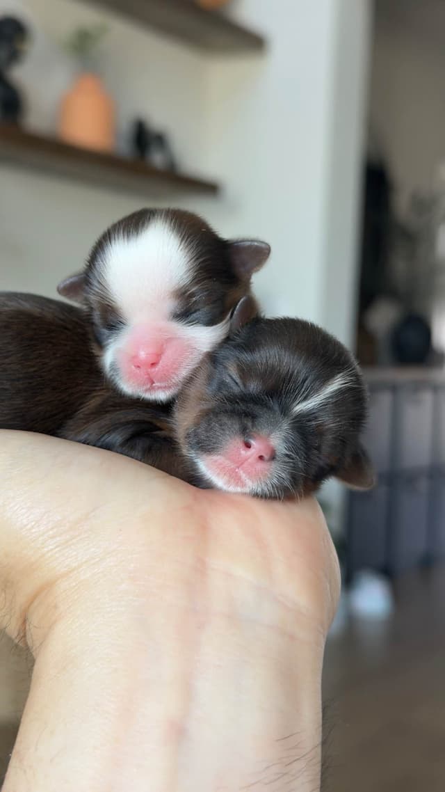 Shih Tzu Puppies media 6
