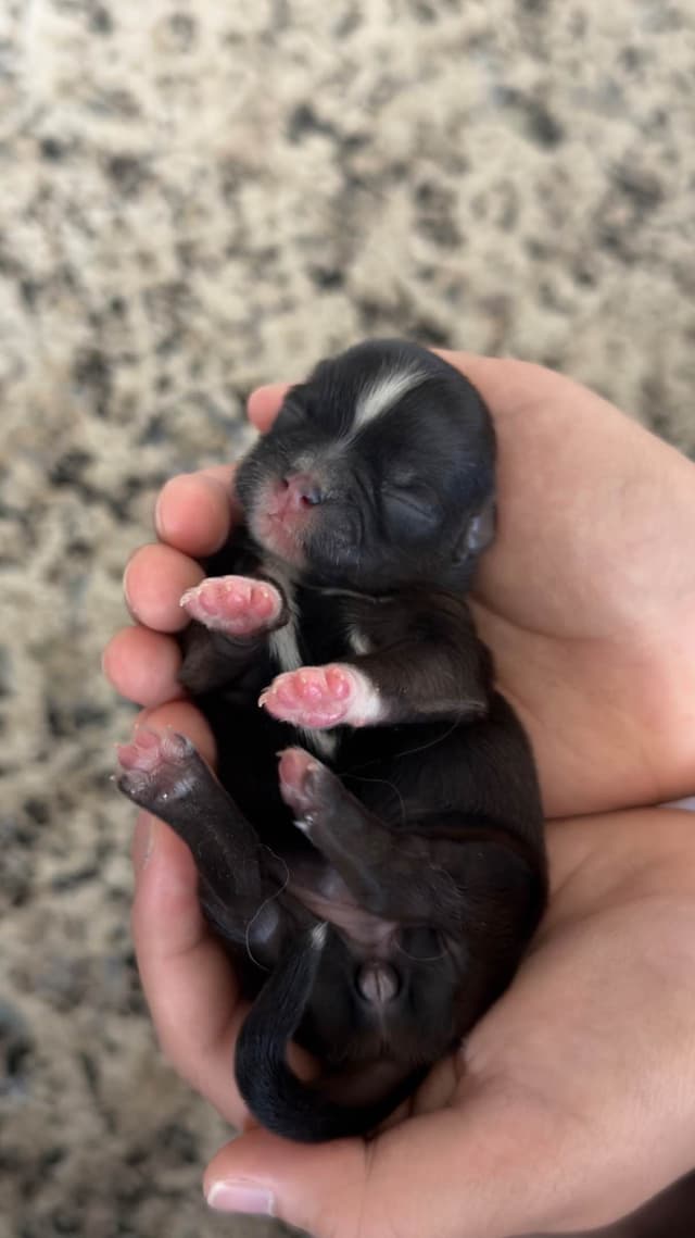 Shih Tzu Puppies media 10