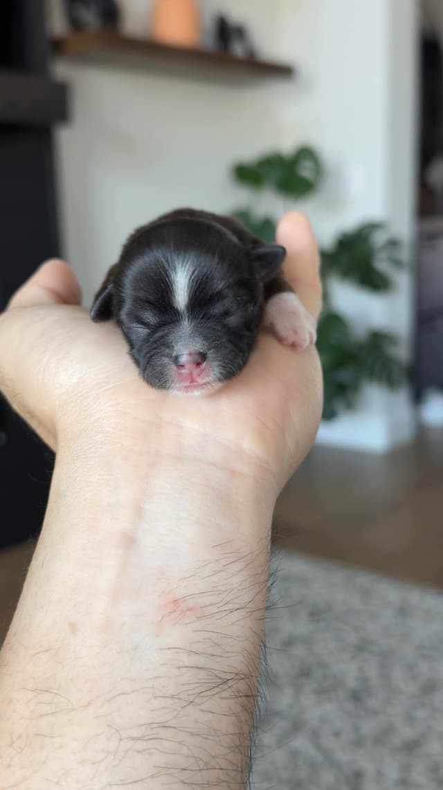 Shih Tzu Puppies media 11