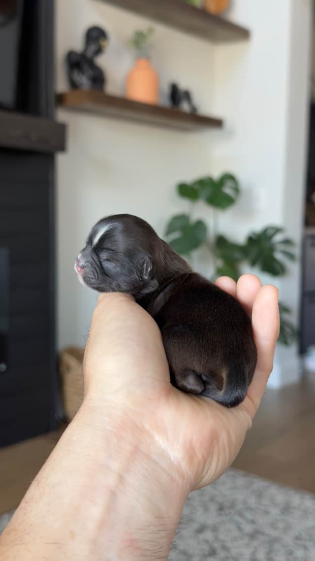 Shih Tzu Puppies media 9