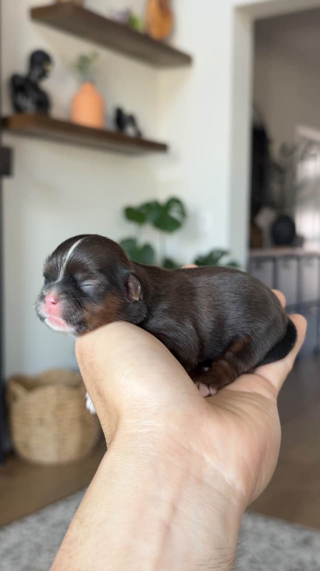 Shih Tzu Puppies media 13