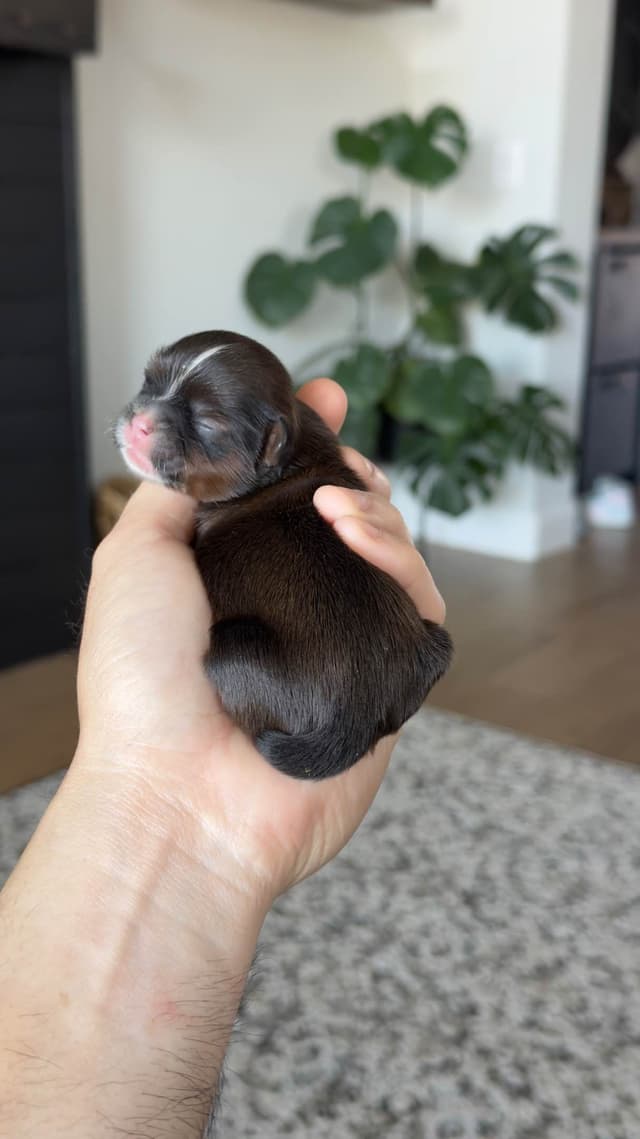 Shih Tzu Puppies media 14