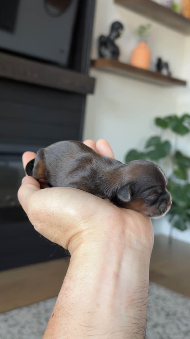 Shih Tzu Puppies media 15