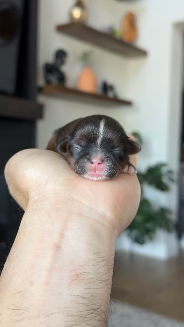 Shih Tzu Puppies media 16