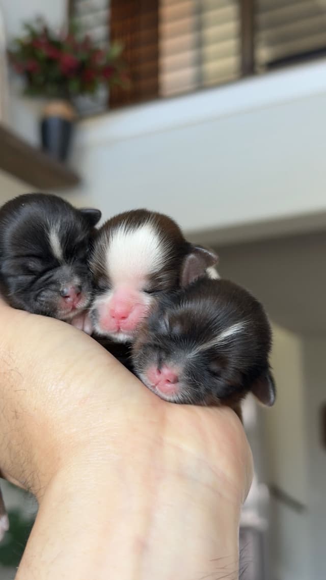 Shih Tzu Puppies media 19