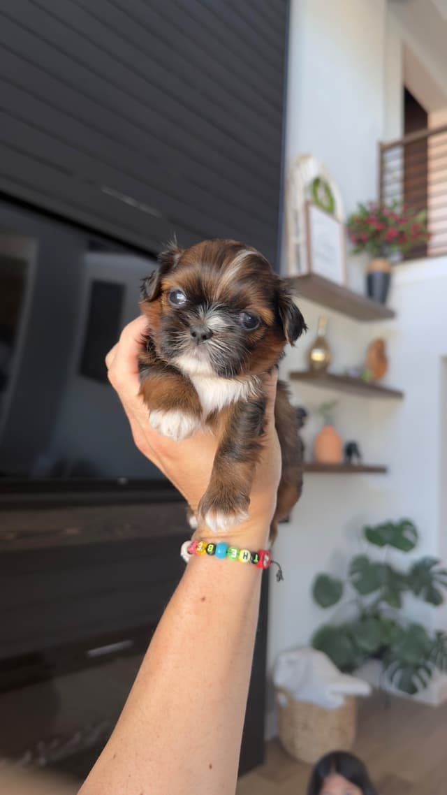 Shih Tzu Puppies media 21